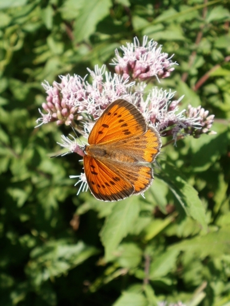 Lycaena dispar